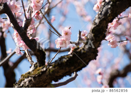陽射しに照らされた梅の花 86562856