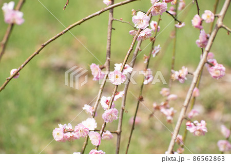 陽射しに照らされた梅の花 86562863