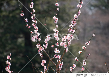 陽射しに照らされた梅の花 86562867