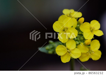 菜の花のクローズアップ 菜の花のクローズアップ 86563232