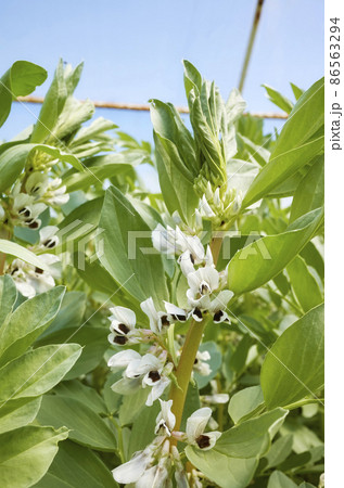Close up picture of flowering broad bean (Vicia faba) in a greenhouse, selective focus. 86563294