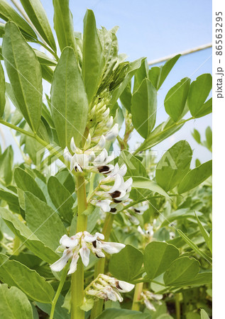 Close up picture of flowering broad bean (Vicia faba) in a greenhouse, selective focus. Close up picture of flowering broad bean (Vicia faba) in a greenhouse, selective focus. 86563295