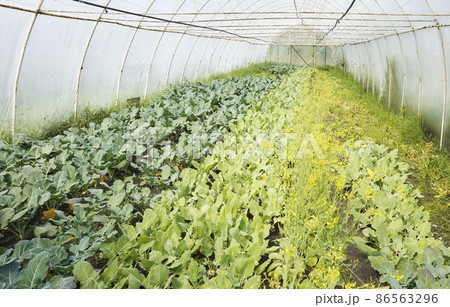 Interior of a greenhouse eco vegetable plantation. Interior of a greenhouse eco vegetable plantation. 86563296