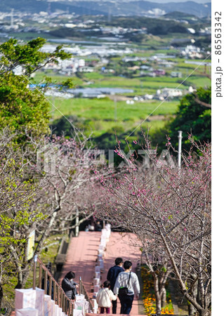 八重瀬さくら祭り 86563342