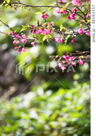 緋寒桜（ヒカンザクラ） 86563357