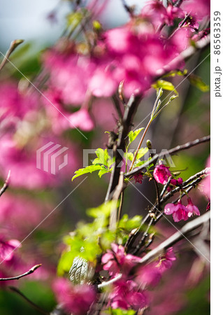 緋寒桜（ヒカンザクラ） 86563359