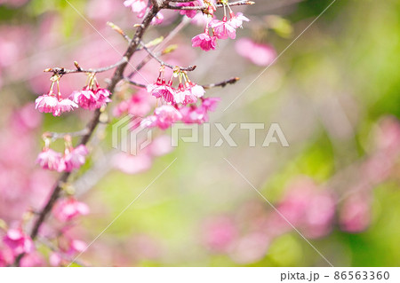 緋寒桜（ヒカンザクラ） 86563360