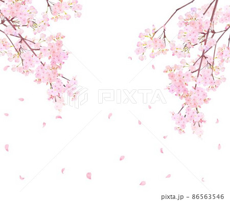 美しく華やかな満開の桜の花と花びら舞い散る春の白バック縦フレームベクター素材イラスト 86563546