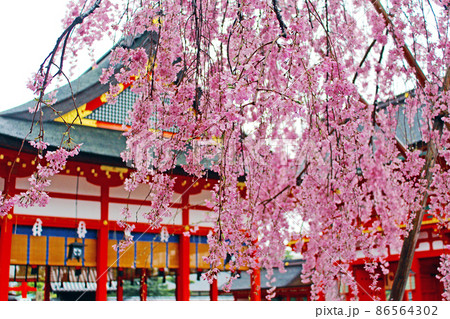 【京都】春の伏見稲荷大社 鮮やかなしだれ桜(青みピンク) 【京都】春の伏見稲荷大社 鮮やかなしだれ桜(青みピンク) 86564302