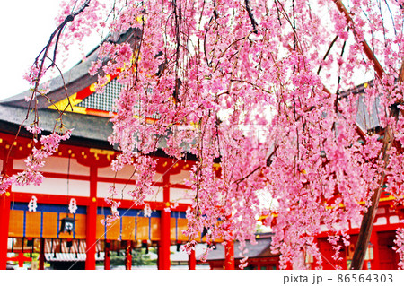 【京都】春の伏見稲荷大社 鮮やかなしだれ桜(ビビッド) 【京都】春の伏見稲荷大社 鮮やかなしだれ桜(ビビッド) 86564303