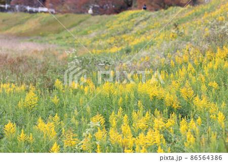 セイタカアワダチソウ 86564386