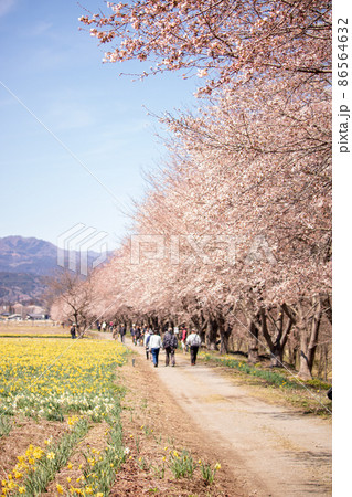桜と水仙が咲き誇る春の散歩道 桜と水仙が咲き誇る春の散歩道 86564632