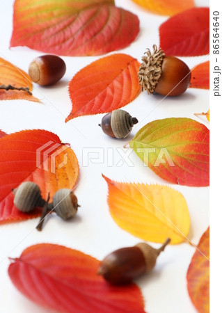 かわいい秋（どんぐり） 86564640