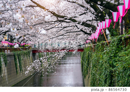 Cherry blossom rows along the Meguro river in Tokyo, Japan Cherry blossom rows along the Meguro river in Tokyo, Japan 86564730