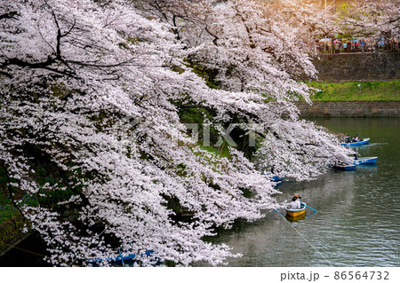 Cherry blossoms at Chidorigafuchi park in Tokyo, Japan. Cherry blossoms at Chidorigafuchi park in Tokyo, Japan. 86564732