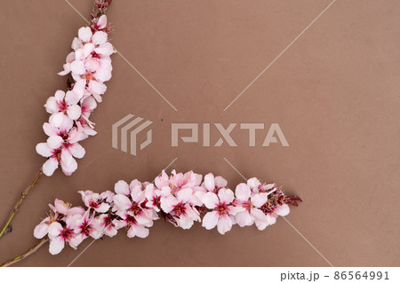 almond tree bloom 86564991