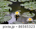 たたずむ睡蓮 86565323