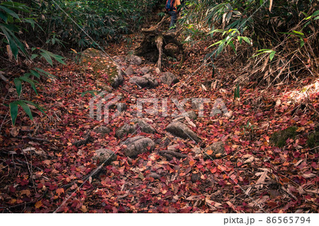 長野阿智村と岐阜中津川の間にある紅葉の時期の日本百名山の恵那山の広河原ルートの幹と落ち葉と登山者 長野阿智村と岐阜中津川の間にある紅葉の時期の日本百名山の恵那山の広河原ルートの幹と落ち葉と登山者 86565794