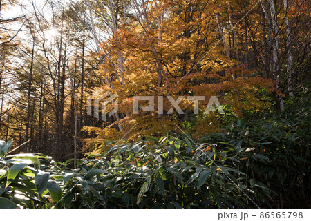 長野阿智村と岐阜中津川の間にある紅葉の時期の日本百名山の恵那山の広河原ルートの太陽と黄色のもみじ 長野阿智村と岐阜中津川の間にある紅葉の時期の日本百名山の恵那山の広河原ルートの太陽と黄色のもみじ 86565798