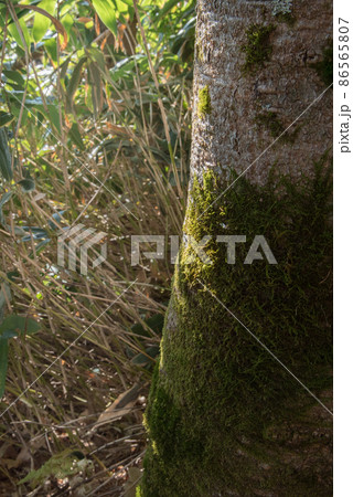 長野阿智村と岐阜中津川の間にある紅葉の時期の日本百名山の恵那山の広河原ルートのこけ 86565807