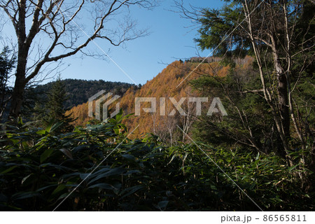 長野阿智村と岐阜中津川の間にある紅葉の時期の日本百名山の恵那山の広河原ルートの笹と紅葉 長野阿智村と岐阜中津川の間にある紅葉の時期の日本百名山の恵那山の広河原ルートの笹と紅葉 86565811