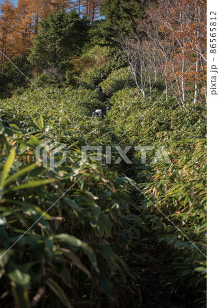 長野阿智村と岐阜中津川の間にある紅葉の時期の日本百名山の恵那山の広河原ルートの笹と紅葉と登山者 86565812