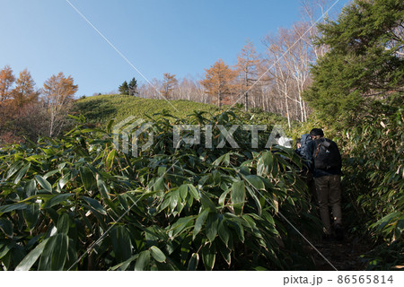 長野阿智村と岐阜中津川の間にある紅葉の時期の日本百名山の恵那山の広河原ルートの笹と紅葉と登山者 86565814