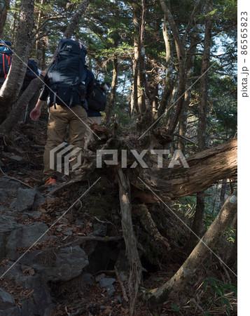 長野阿智村と岐阜中津川の間にある紅葉の時期の日本百名山の恵那山の広河原ルートの倒木の幹と登山者 86565823