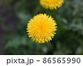 たんぽぽ 86565990