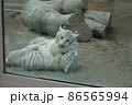 とら 86565994