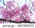 さくら 86566055