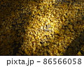 落葉 86566058