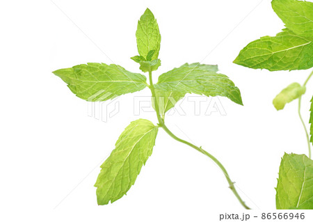 モロッカンミント 86566946