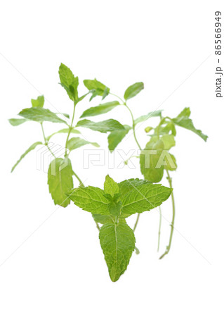 モロッカンミント 86566949