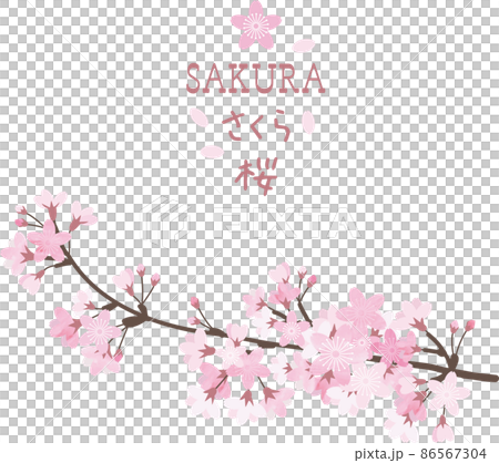 櫻花枝春圖 櫻花枝春圖 86567304