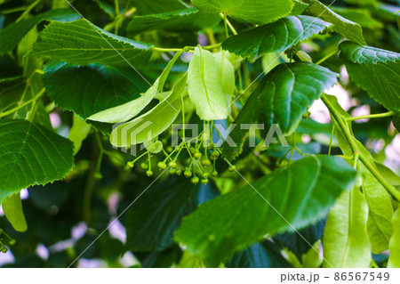 Soft light falls on a young green plant, bush, selective focus. 86567549