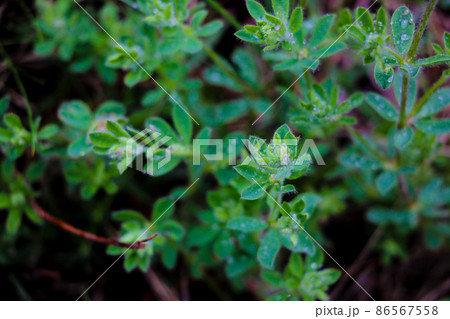 Dewdrops on green grass and bushes, nature background. 86567558