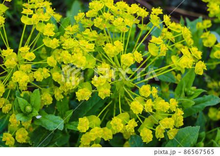 Golden alyssum Aurinia saxatilis yellow flowers in full bloom during spring time, out of focus Golden alyssum Aurinia saxatilis yellow flowers in full bloom during spring time, out of focus 86567565