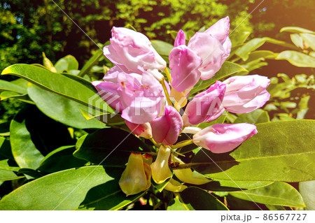 Spring flower on a magnolia tree against the background of the garden. Macro, a young pink magnolia. 86567727