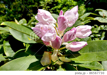 Spring flower on a magnolia tree against the background of the garden. Spring flower on a magnolia tree against the background of the garden. 86567730