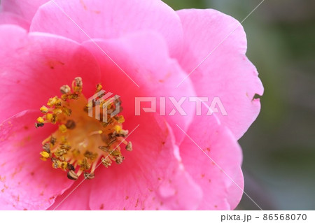 ハルサザンカ ハルサザンカ 86568070