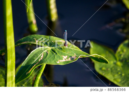Dragonfly sitting on a green leaf of a plant arrowhead (Sagittaria) growing on the shore of a reservoir 86568366