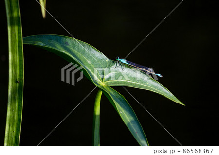 Dragonfly sitting on a green leaf of a plant arrowhead (Sagittaria) growing on the shore of a reservoir Dragonfly sitting on a green leaf of a plant arrowhead (Sagittaria) growing on the shore of a reservoir 86568367