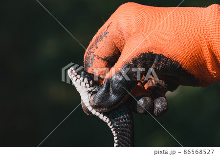 Natrix is a non-venomous snake, a long and black reptile. 86568527