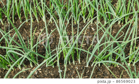 Onion spring sibies scallion stem stalk Allium cepa thick bulb common organic plant young vegetables sprout grows ground bio farmer farming agricultural garden fresh, organically grown organic Onion spring sibies scallion stem stalk Allium cepa thick bulb common organic plant young vegetables sprout grows ground bio farmer farming agricultural garden fresh, organically grown organic 86569023