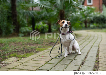 Jack Russell Terrier sits alone in the park under a palm tree. The lost dog is holding a leash and waiting for the owner. Jack Russell Terrier sits alone in the park under a palm tree. The lost dog is holding a leash and waiting for the owner. 86570326