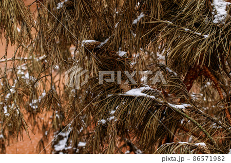 Frozen swamp in winter with plants, fallen trees and autumn leaves in frozen water in wetland environment. Close up of frozen swamp surface in winter time. Unusual orange surface from autumn leaves. 86571982