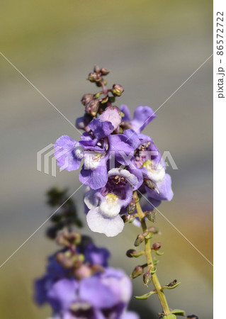 Summer snapdragon Serena Blue Summer snapdragon Serena Blue 86572722