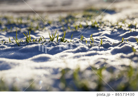small winter wheat in the winter season in the snow small winter wheat in the winter season in the snow 86573430
