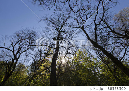young green foliage on different types of trees 86573500